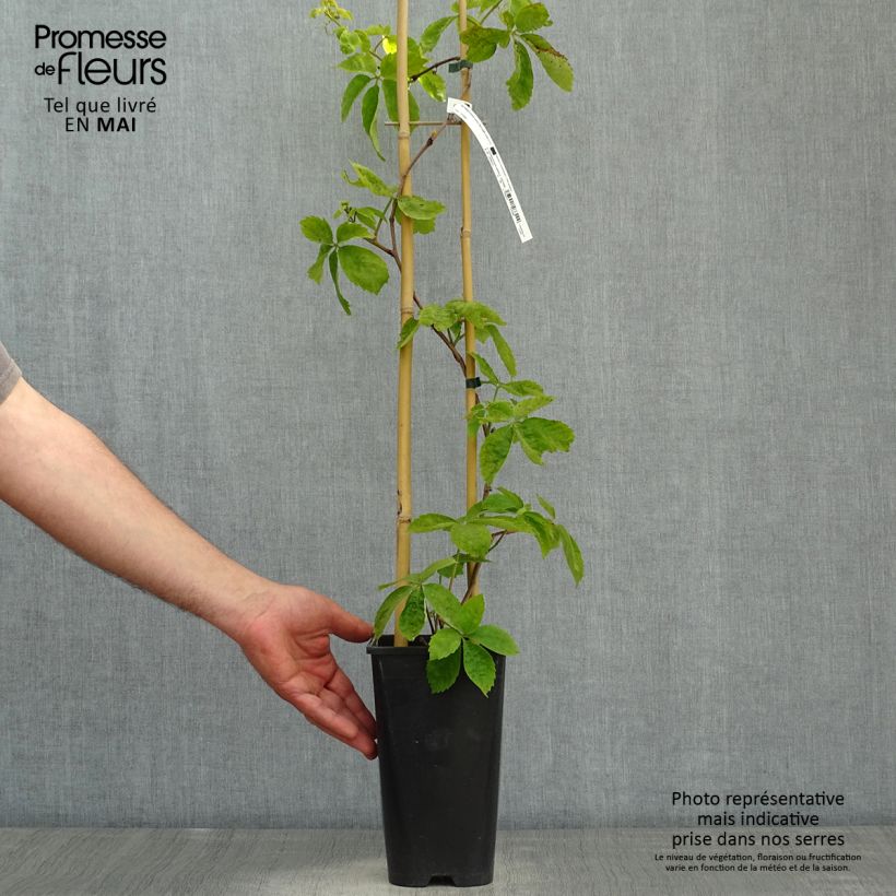 Amostra de Parthenocissus quinquefolia Red Wall Troki Vaso de 2 L/3 L tal como entregue na primavera