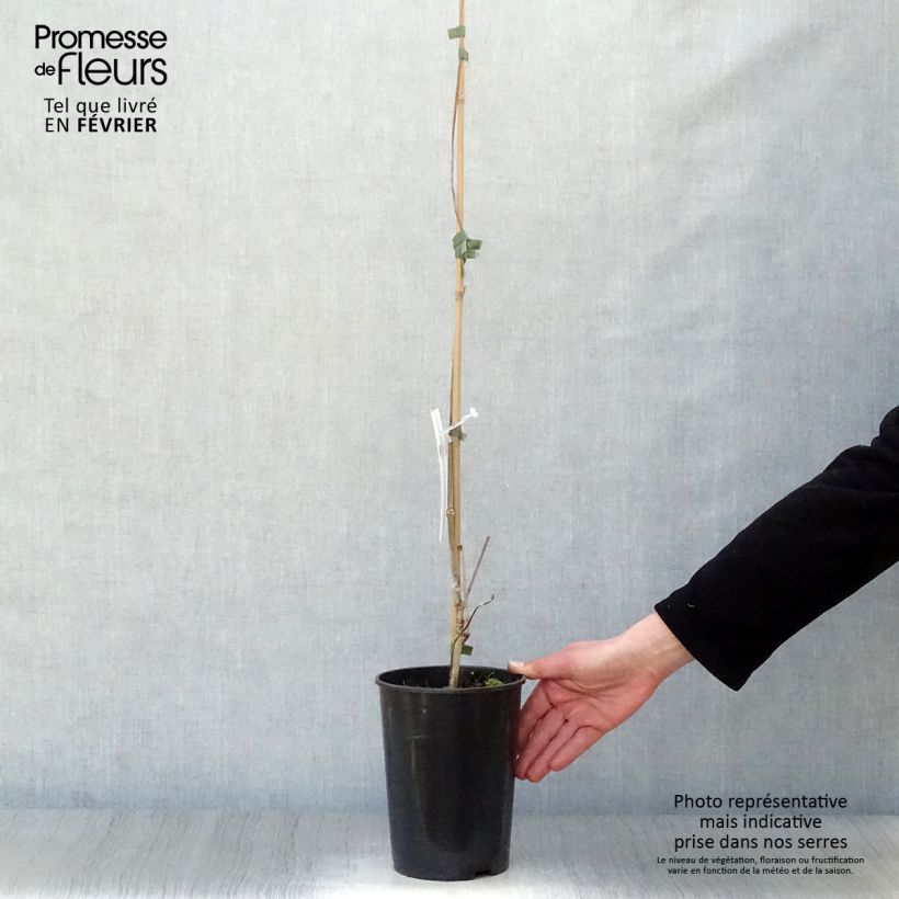 Amostra de Vigne vierge - Parthenocissus quinquefolia Vaso de 2 L/3 L tal como entregue no inverno