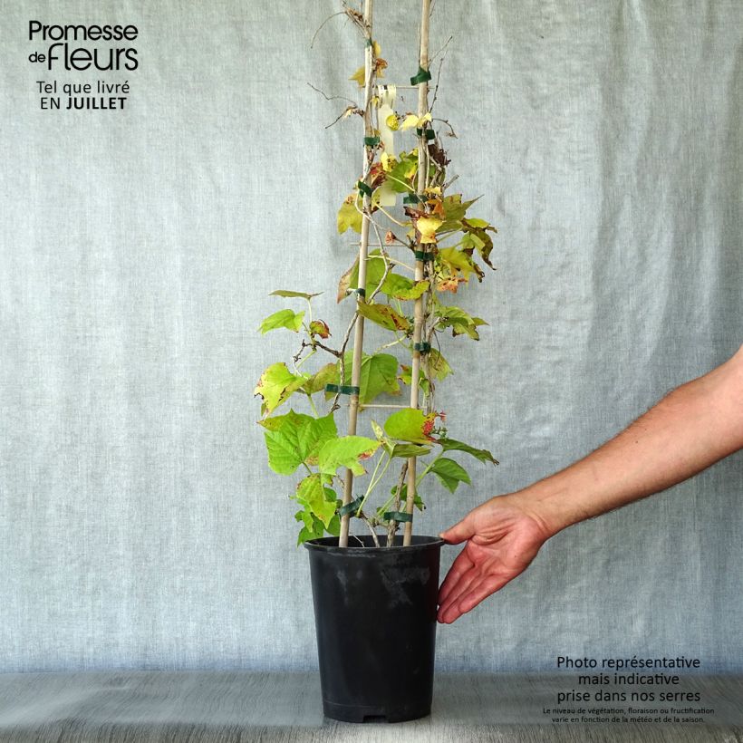 Amostra de Parthenocissus tricuspidata Fenway Park Vaso de 4 L/5 L tal como entregue no verão