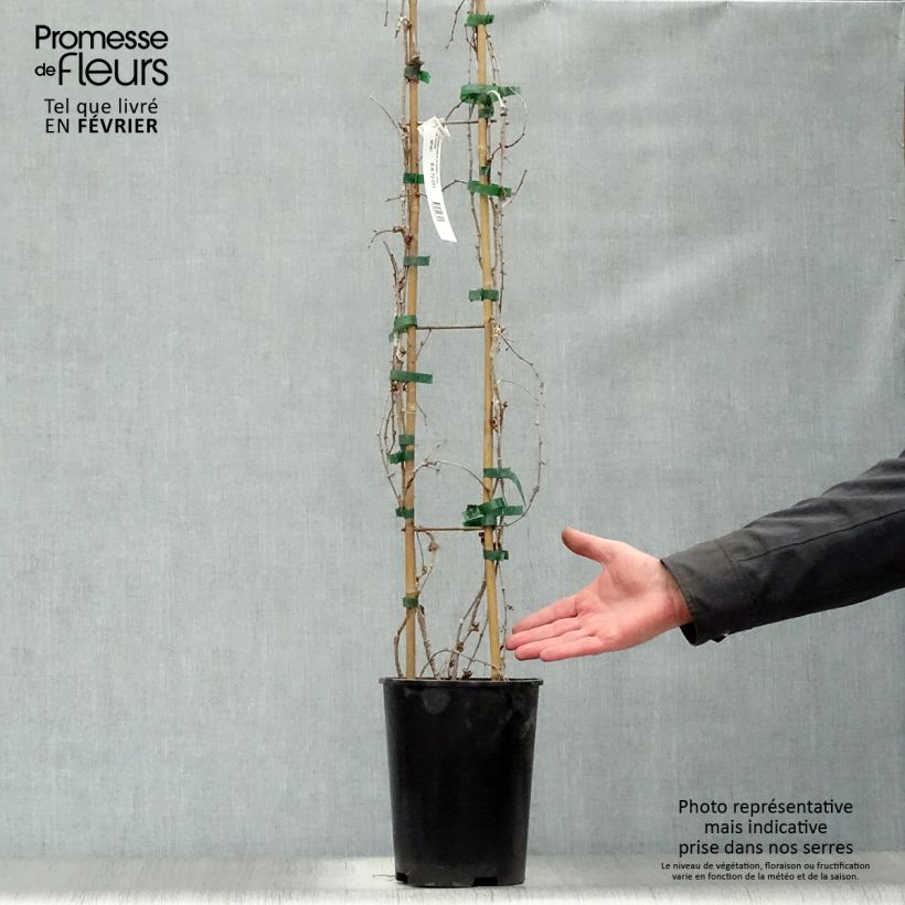 Amostra de Vigne vierge - Parthenocissus tricuspidata Fenway Park Vaso de 4 L/5 L tal como entregue no inverno