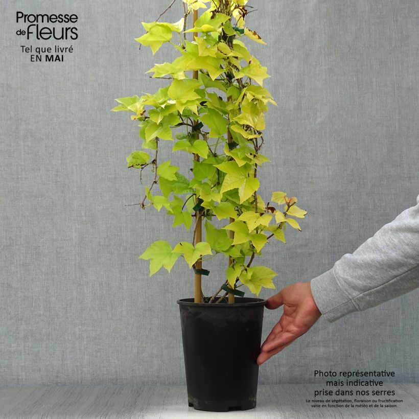 Amostra de Parthenocissus tricuspidata Fenway Park Vaso de 4 L/5 L tal como entregue na primavera