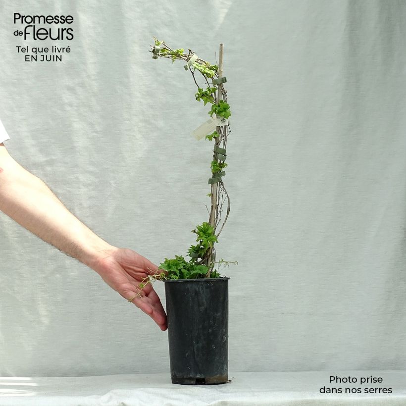 Amostra de Parthenocissus tricuspidata Lowii Vaso de 2 L/3 L tal como entregue no verão