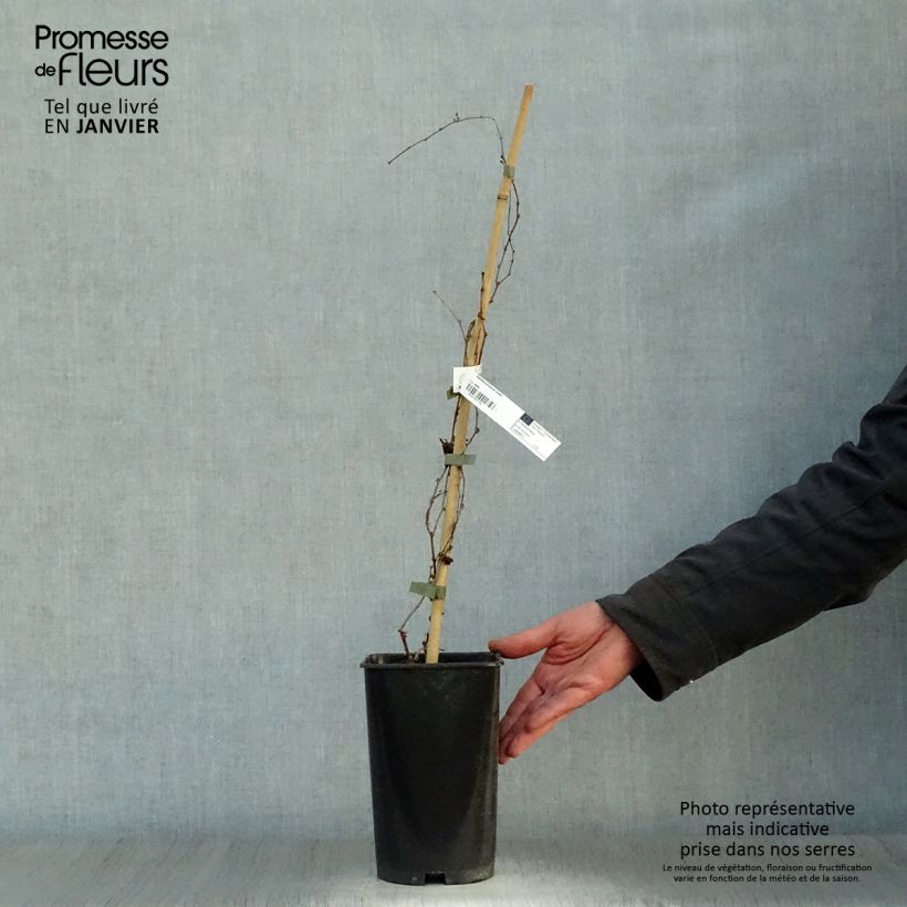 Amostra de Vigne vierge - Parthenocissus tricuspidata Lowii Vaso de 2 L/3 L tal como entregue no inverno