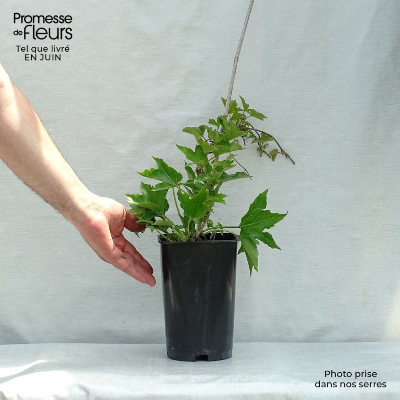 Amostra de Parthenocissus tricuspidata Minutifolia Vaso de 2 L/3 L tal como entregue no verão