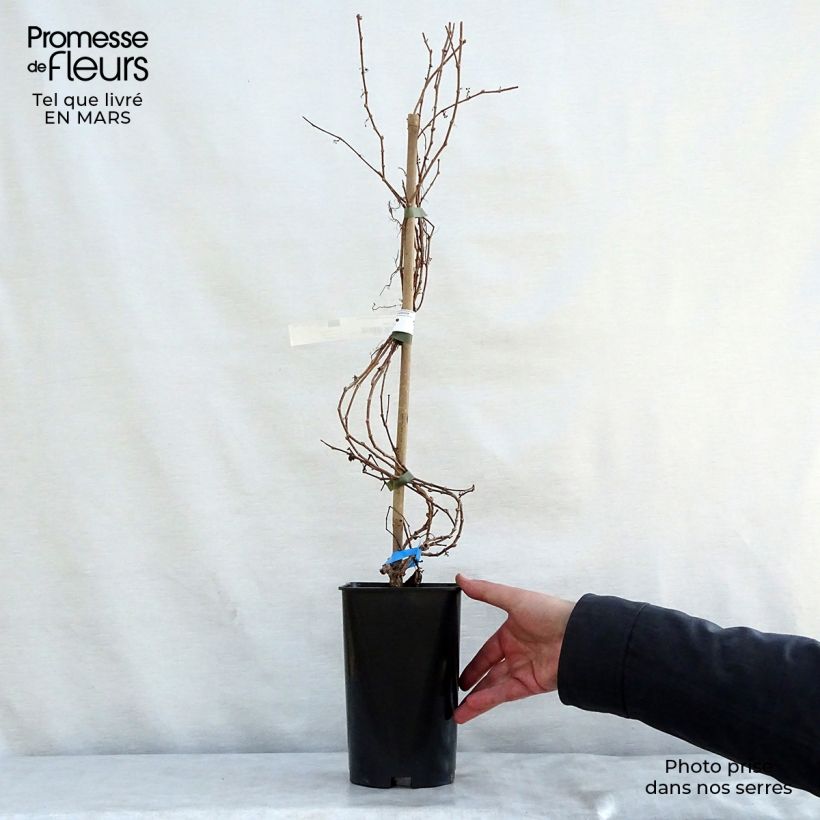 Amostra de Parthenocissus tricuspidata Minutifolia Vaso de 2 L/3 L tal como entregue na primavera