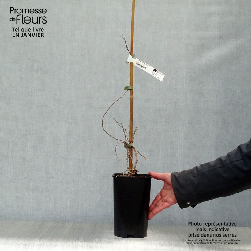 Amostra de Vigne vierge - Parthenocissus tricuspidata Minutifolia Vaso de 2 L/3 L tal como entregue no inverno