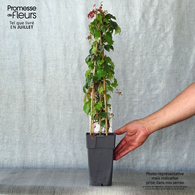 Amostra de Parthenocissus tricuspidata Veitchii - Hera-do-japão Vaso de 2 L/3 L tal como entregue no verão
