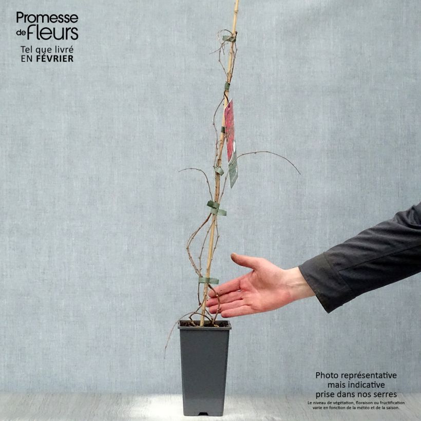 Amostra de Vigne vierge - Parthenocissus tricuspidata Veitchii Vaso de 2 L/3 L tal como entregue no inverno