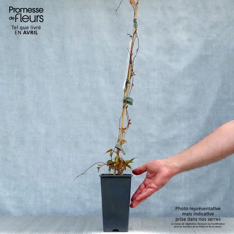 Amostra de Parthenocissus tricuspidata Veitchii Vaso de 2 L/3 L tal como entregue na primavera