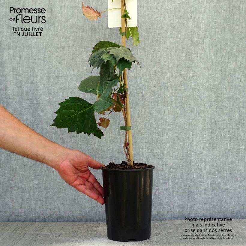 Amostra de Parthenocissus tricuspidata Atropurpurea Vaso de 2 L/3 L tal como entregue no verão