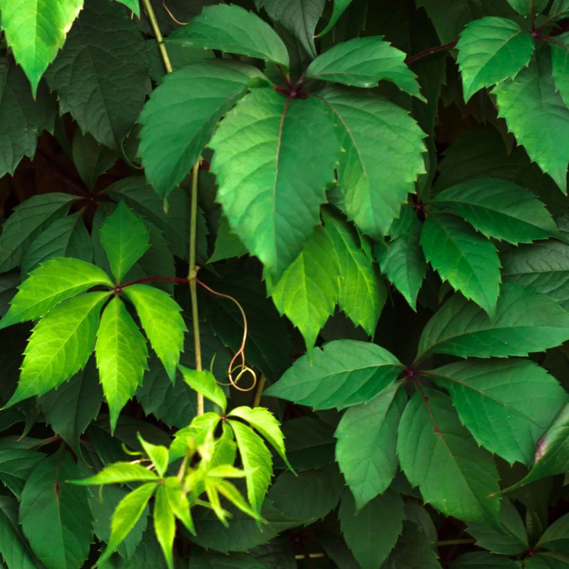 Parthenocissus viteacea (Folhagem)