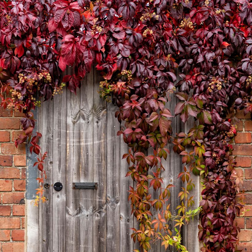 Parthenocissus viteacea (Hábito)