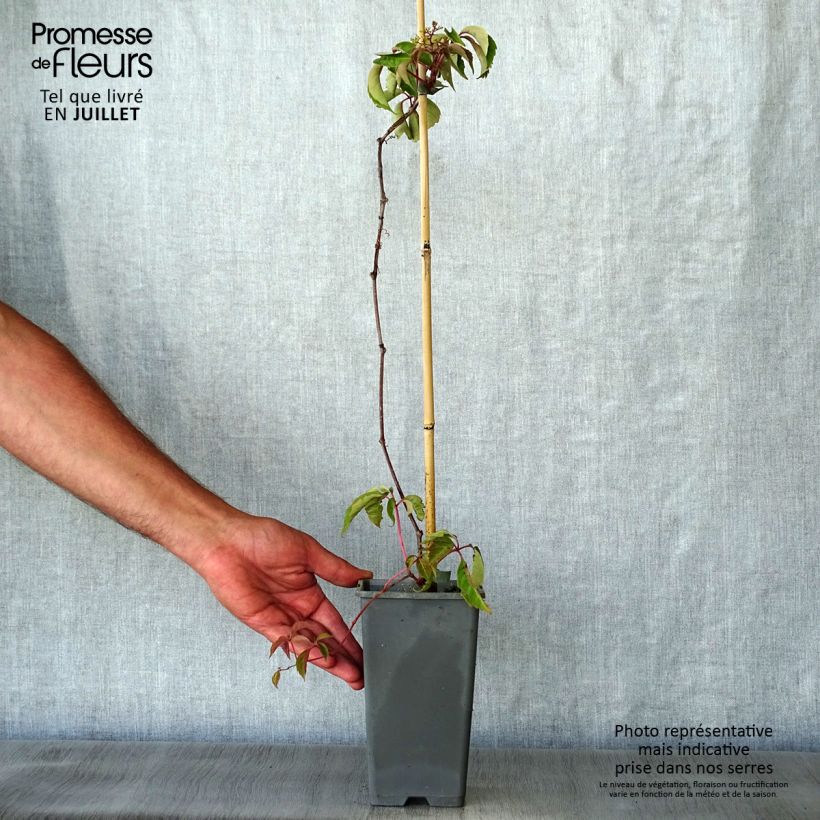 Amostra de Parthenocissus henryana Vaso de 2 L/3 L tal como entregue no verão