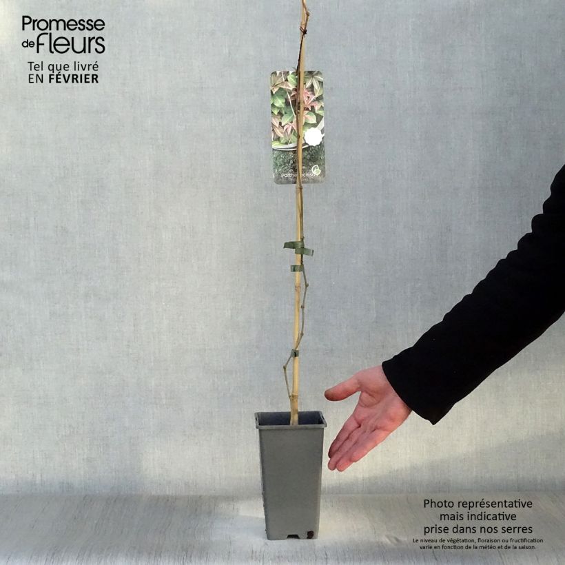 Amostra de Parthenocissus henryana Vaso de 2 L/3 L tal como entregue no inverno