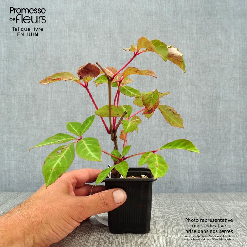 Amostra de Parthenocissus henryana Vaso de 8/9 cm tal como entregue no verão