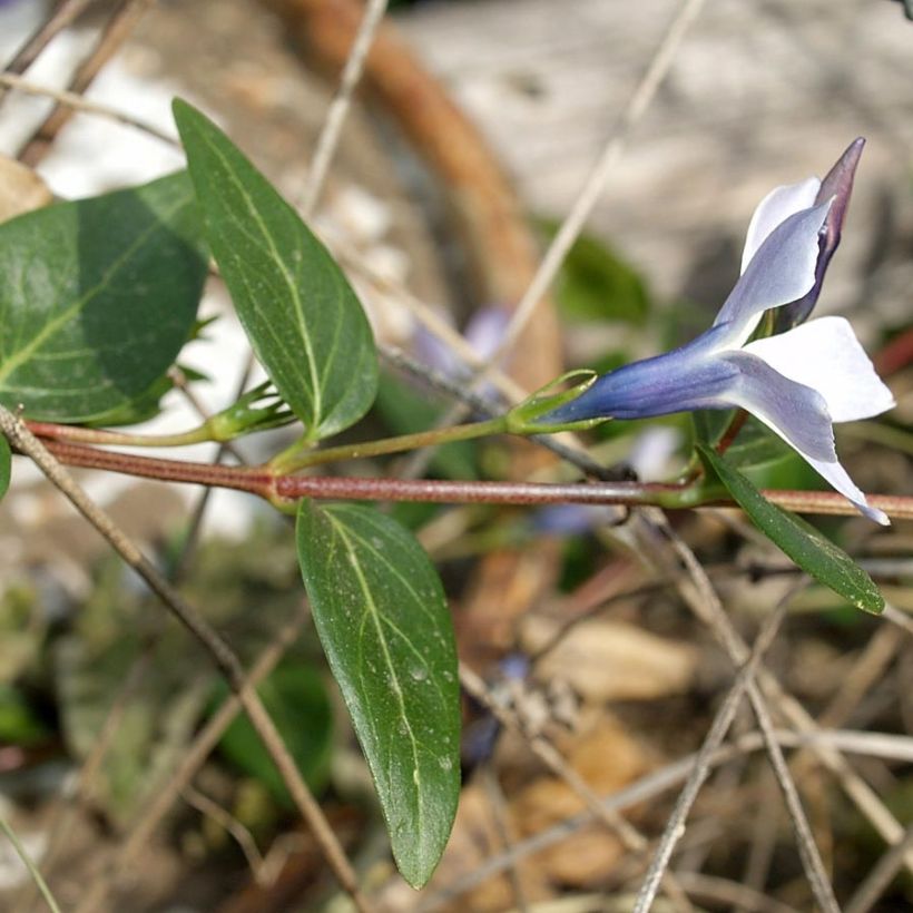 Vinca difformis - Pervinca (Folhagem)