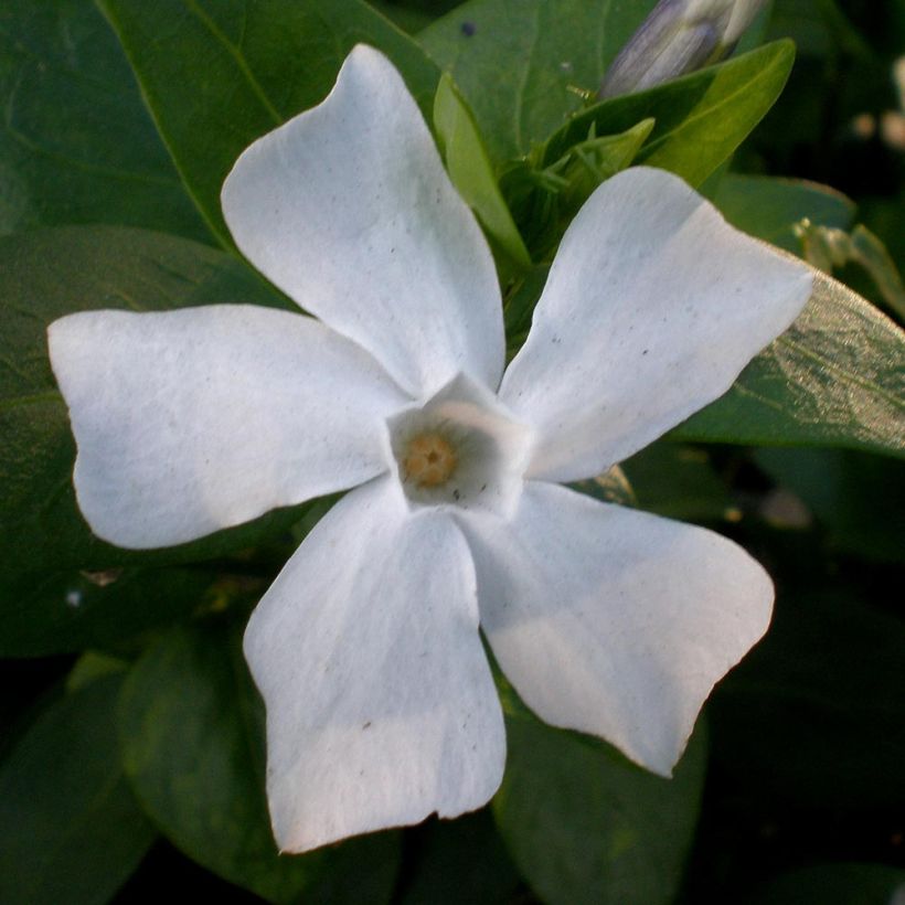 Vinca difformis - Pervinca (Floração)