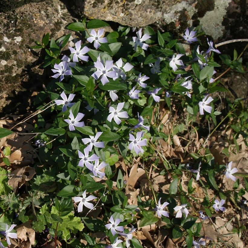 Vinca difformis - Pervinca (Hábito)