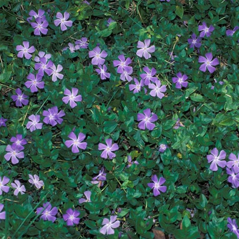 Pervinca-maior  - Vinca major (Hábito)