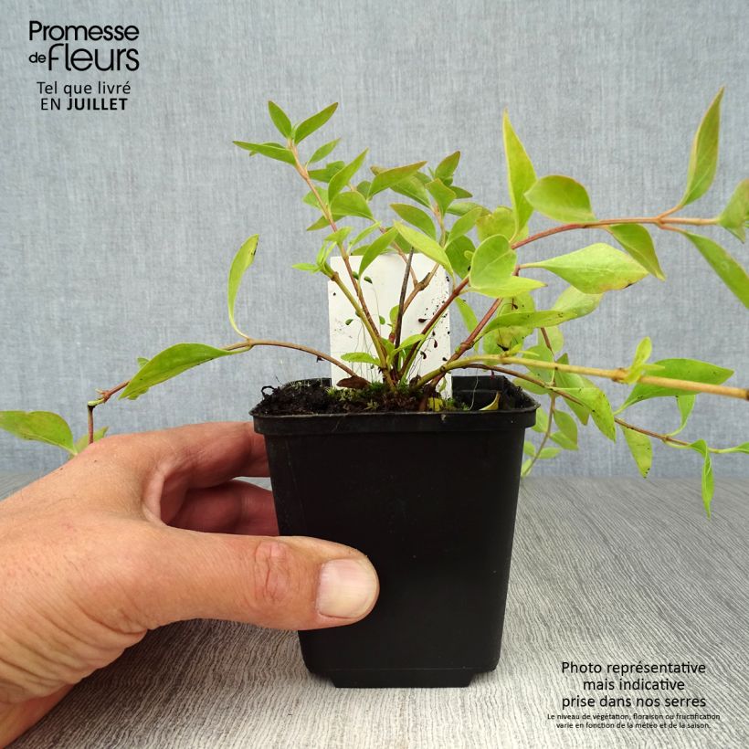 Amostra de Pervinca-maior Alba Vaso de 8/9 cm tal como entregue no verão