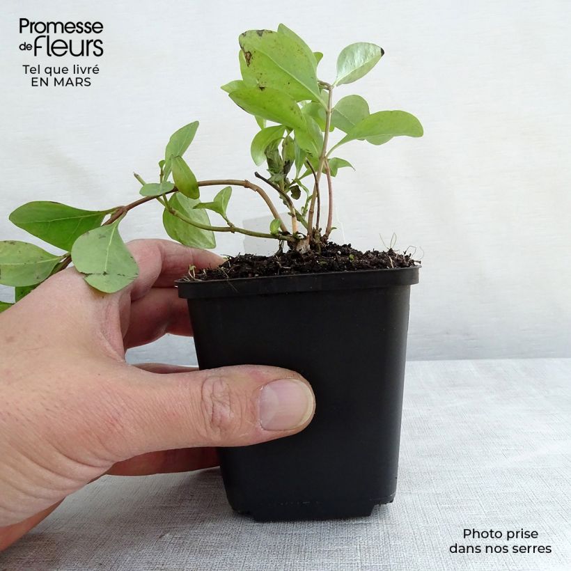 Amostra de Pervinca-maior Alba Vaso de 8/9 cm tal como entregue na primavera