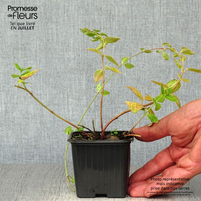 Amostra de Pervinca-maior  - Vinca major Vaso de 7/8 cm tal como entregue no verão