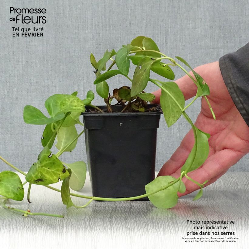 Amostra de Pervinca-maior  - Vinca major Vaso de 7/8 cm tal como entregue no inverno