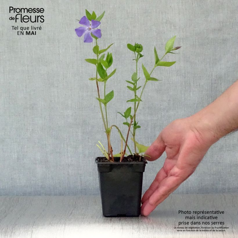 Amostra de Pervinca-maior  - Vinca major Vaso de 7/8 cm tal como entregue na primavera