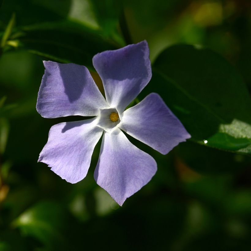 Pervinca-maior  - Vinca major (Floração)