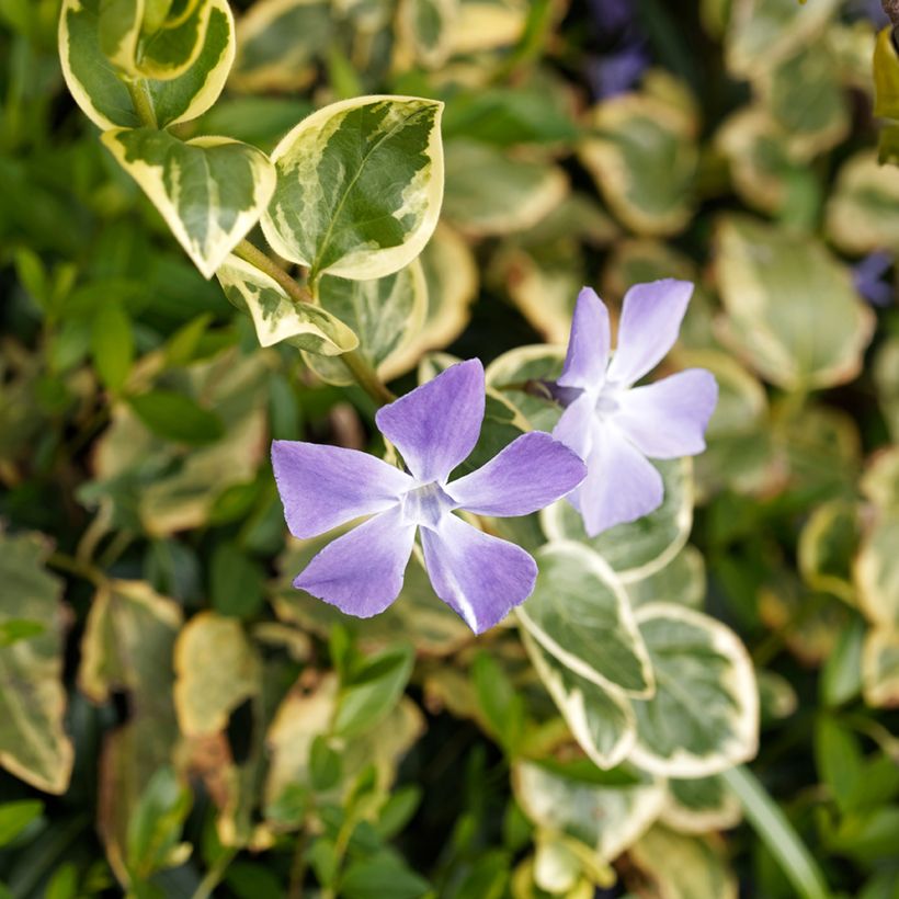 Pervinca-maior Variegata (Floração)
