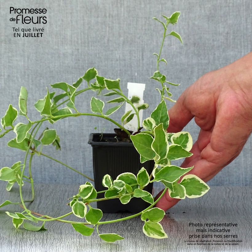 Amostra de Pervinca-maior Variegata Vaso de 8/9 cm tal como entregue no verão
