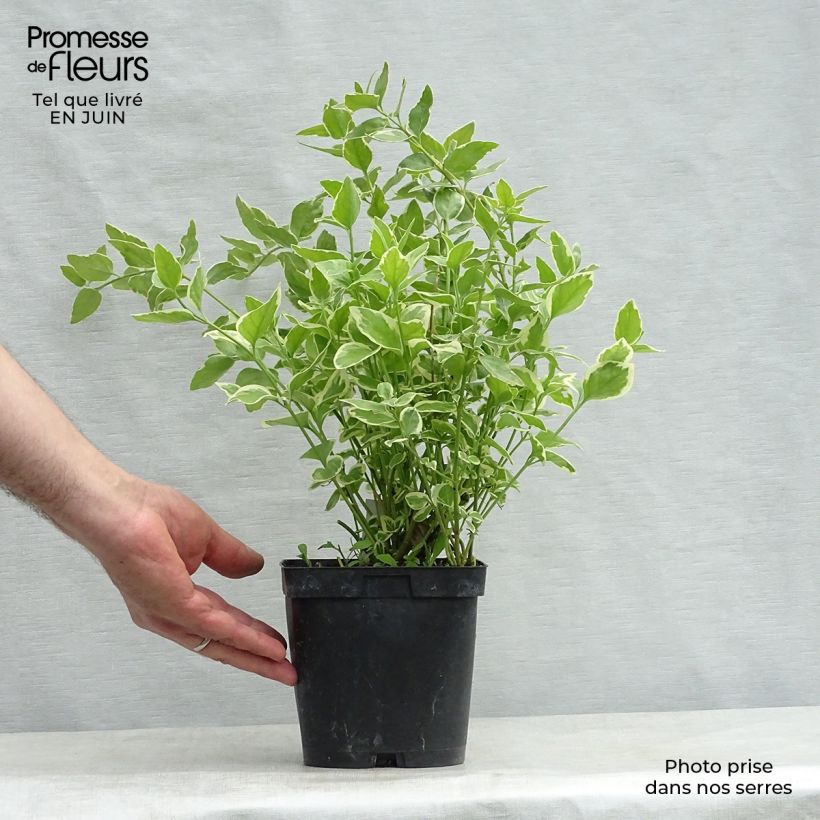 Amostra de Pervinca-maior Variegata Vaso de 2 L/3 L tal como entregue no verão