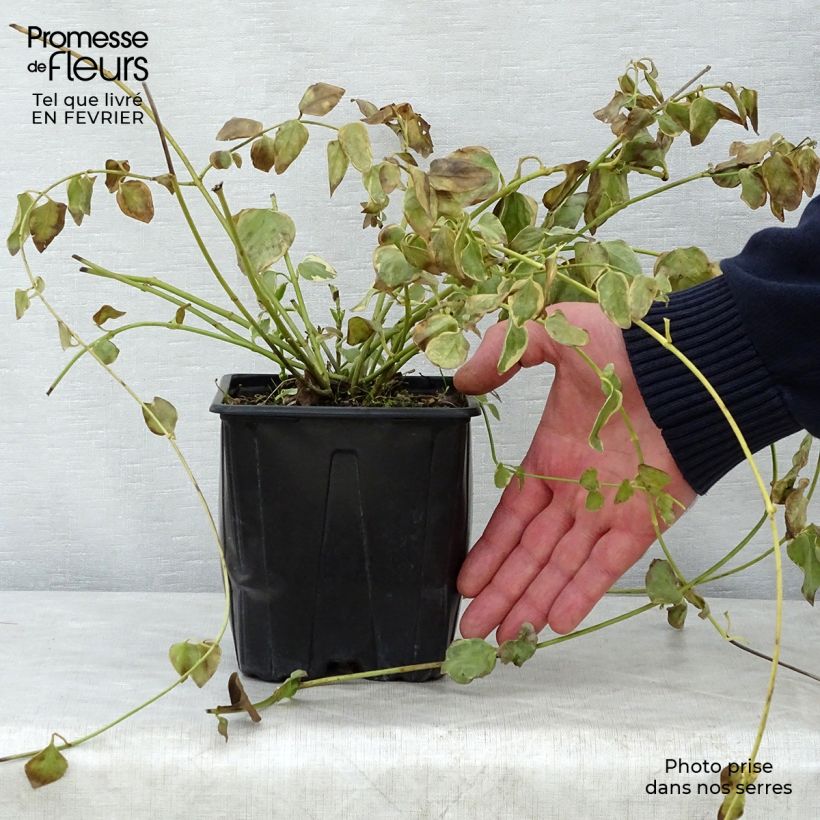 Amostra de Vinca major Variegata - Grande Pervenche panachée Vaso de 2 L/3 L tal como entregue no inverno