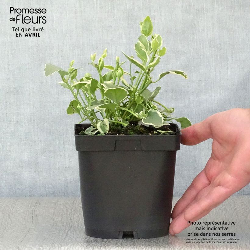 Amostra de Pervinca-maior Variegata Vaso de 2 L/3 L tal como entregue na primavera