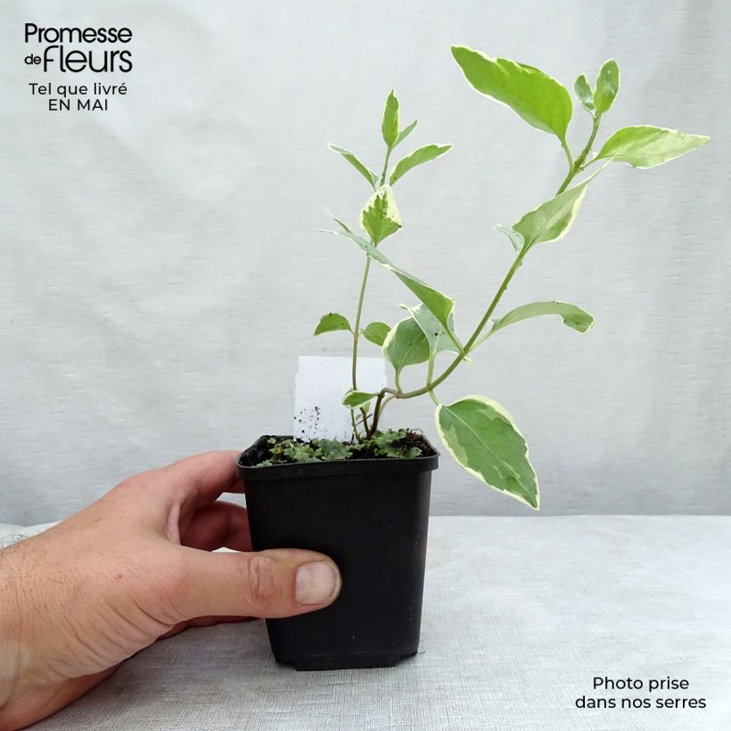 Amostra de Pervinca-maior Variegata Vaso de 8/9 cm tal como entregue na primavera