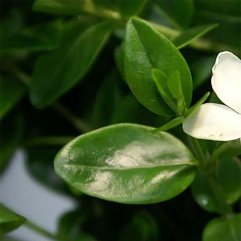 Vinca-menor Alba (Folhagem)