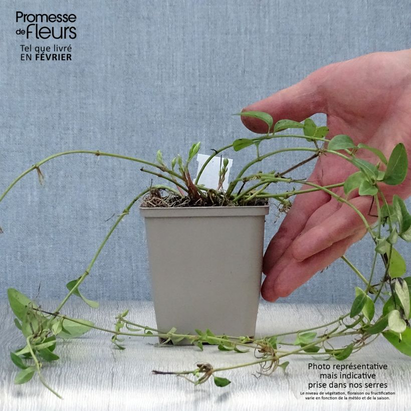 Amostra de Vinca-menor Alba Vaso de 8/9 cm tal como entregue no inverno