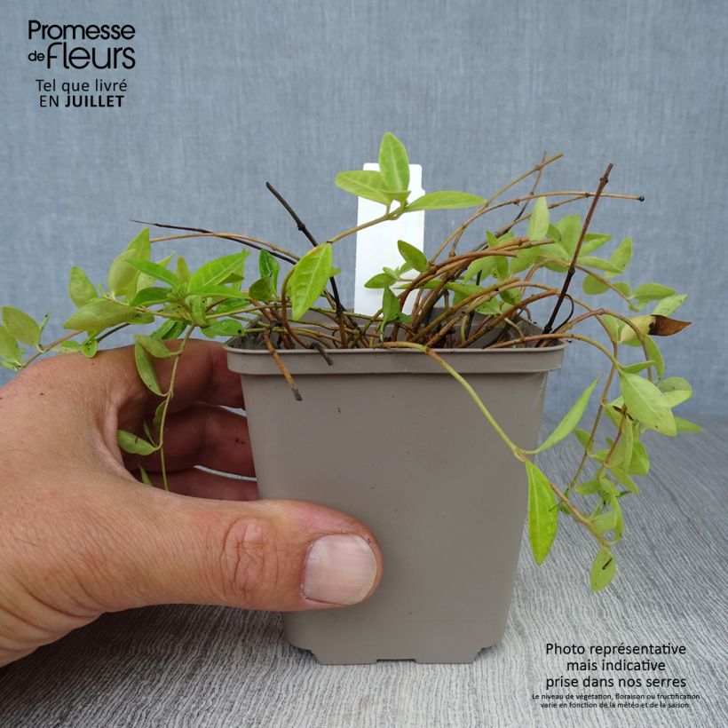 Amostra de Vinca-menor Anna Vaso de 8/9 cm tal como entregue no verão