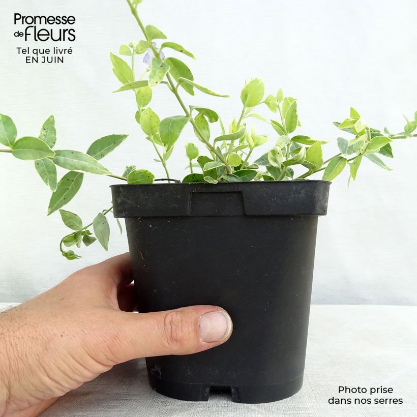 Amostra de Vinca-menor Argenteovariegata Vaso de 2 L/3 L tal como entregue no verão