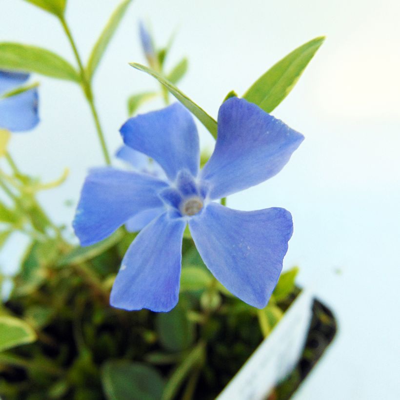 Vinca-menor Argenteovariegata (Folhagem)
