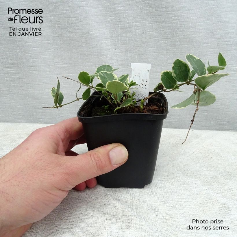 Amostra de Vinca-menor Argenteovariegata Vaso de 8/9 cm tal como entregue no inverno