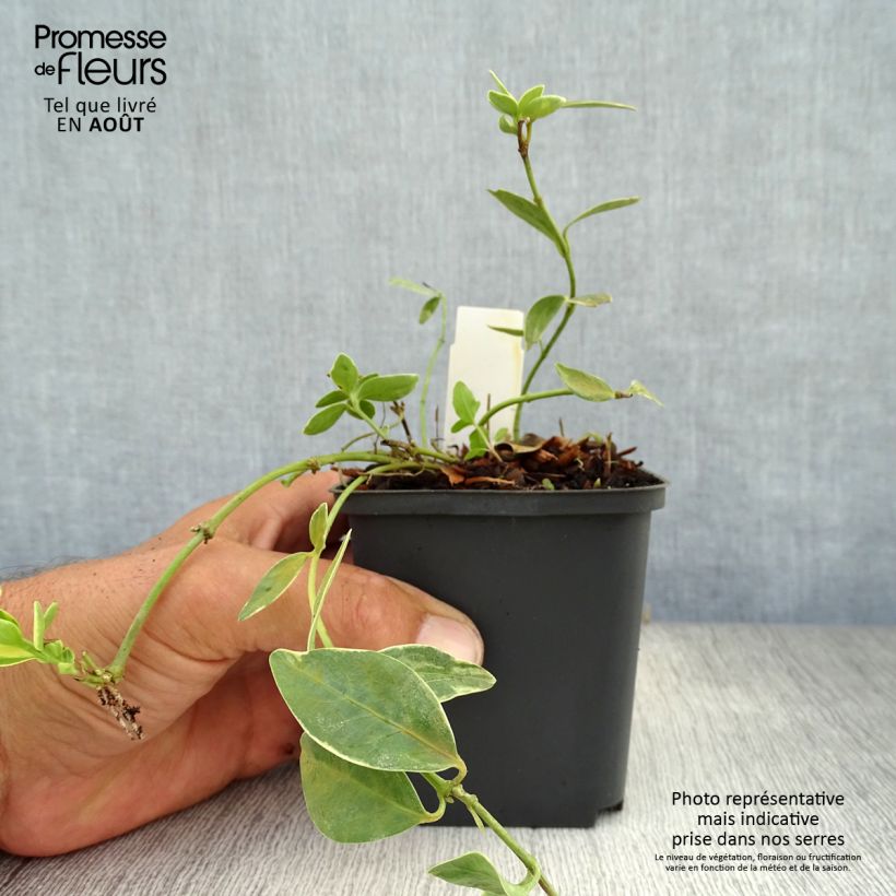 Amostra de Vinca-menor Argenteovariegata Vaso de 8/9 cm tal como entregue no verão