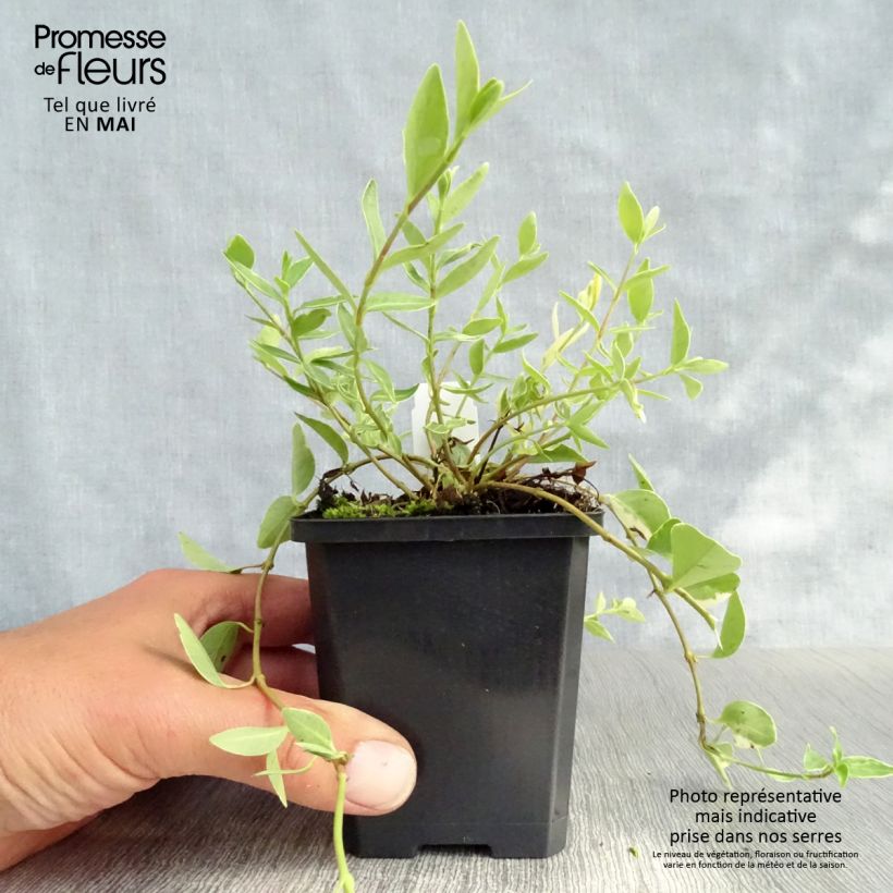 Amostra de Vinca-menor Argenteovariegata Vaso de 8/9 cm tal como entregue na primavera