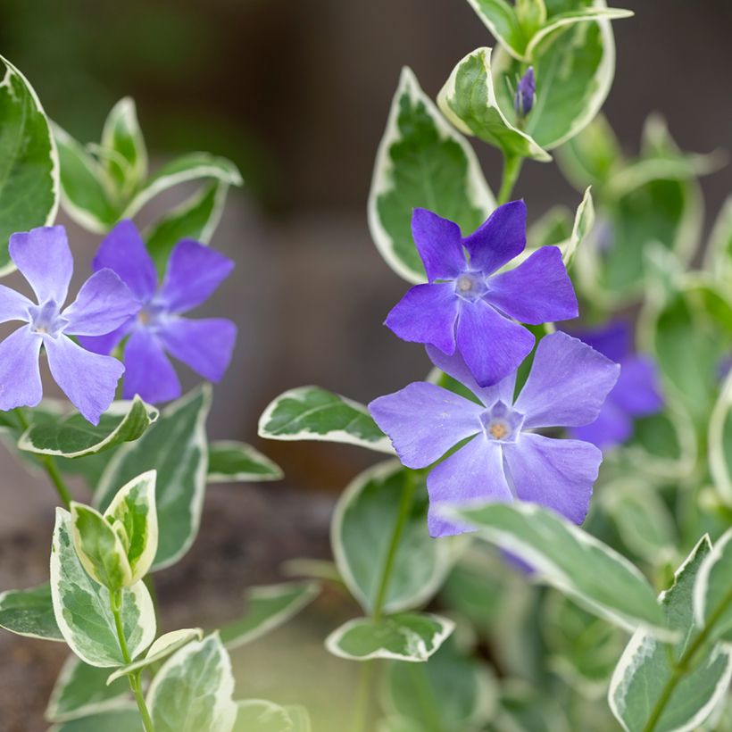 Vinca-menor Argenteovariegata (Floração)