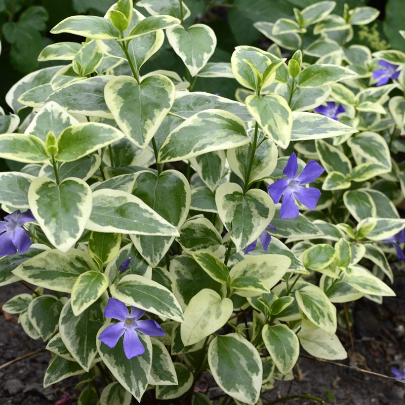 Vinca-menor Argenteovariegata (Hábito)