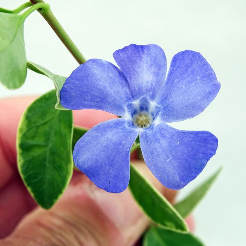 Vinca-menor Argenteovariegata (Floração)