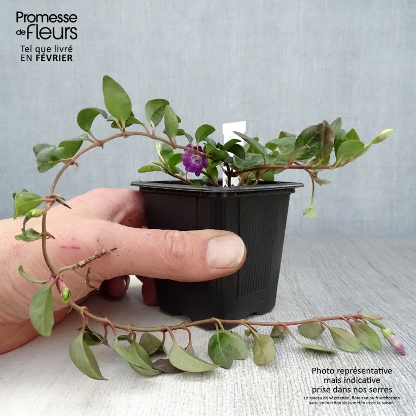 Amostra de Vinca-menor Atropurpurea Vaso de 8/9 cm tal como entregue no inverno