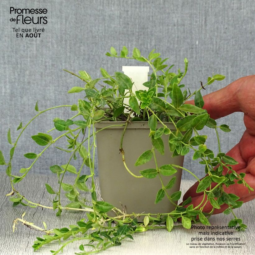 Amostra de Vinca-menor Elisa Vaso de 8/9 cm tal como entregue no verão