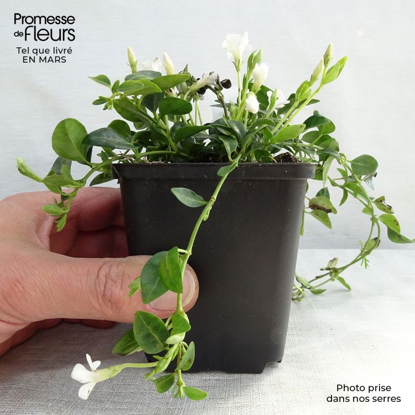 Amostra de Vinca minor Elisa - Pervenche à petites fleurs Vaso de 8/9 cm tal como entregue no inverno