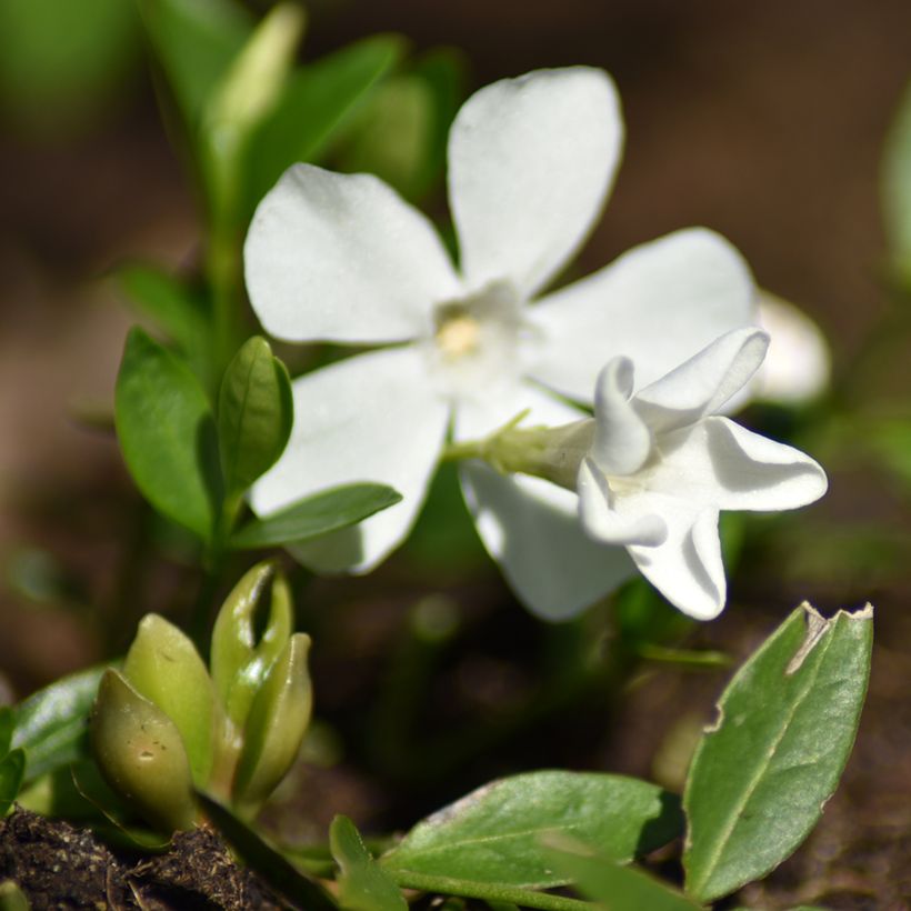 Vinca-menor Elisa (Floração)